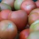 Desarrollan app gratuita para el manejo de plagas en cultivos de tomate bajo invernadero