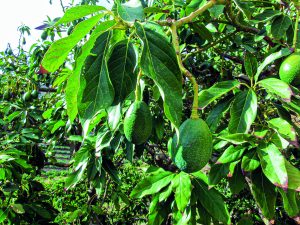 Star-soil, consorcio bacteriano que asegura un mayor rendimiento