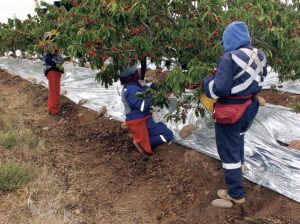 Alistan primer packing para cerezas en Ovalle