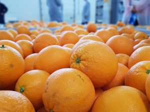 Exportación chilena de cítricos no se verá afectada por sistema frontal