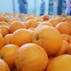 Exportación chilena de cítricos no se verá afectada por sistema frontal
