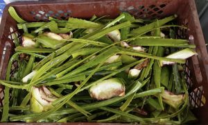 Usan atributo del Aloe vera para mejorar la retención de agua en suelos agrícolas