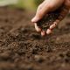 Suelo vivo, base de la sustentabilidad en el cultivo de uva de mesa