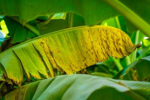 Banadak, activador natural de defensas del banano frente a la Sigatoka Negra