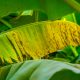 Banadak, activador natural de defensas del banano frente a la Sigatoka Negra