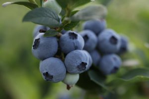 Nuevas variedades, una opción para el arándano del sur de Chile