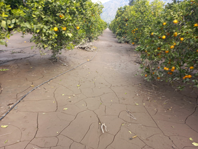 Suelo compactado y afectado por sedimentos tras un temporal e inundación.