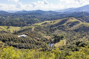 “No hay fruta más sostenible que el aguacate colombiano”