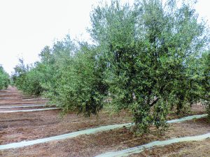 Plagas y falta de agua ponen en peligro a los olivos en Tacna