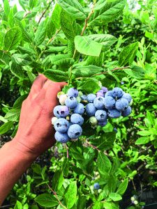 Vanguardia e innovación  de una pequeña baya azul
