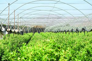 Cultivo orgánico,  el éxito está en los detalles