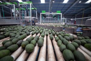 Puntos críticos de gestión financiera en la fruticultura de exportación