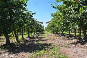 Fertiamérica y el toro español, juntos creceremos en la nutrición vegetal en Chile