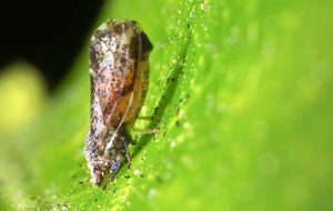 Detectan a Diaphorina citri por primera vez en la Unión Europea, portador de HLB