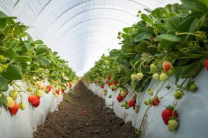UC Davis lanza cinco variedades de fresas resistentes a Fusarium