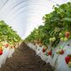 UC Davis lanza cinco variedades de fresas resistentes a Fusarium