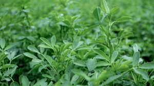 DLF fortalece su línea de forraje: adquirió el programa de mejoramiento de Alfalfa de Corteva Agriscience y todos sus productos