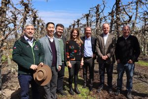 ASOEX aterriza expectativas ante proyecciones que apuntaban a una temporada récord para la cereza
