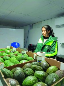 Tras la fórmula de una palta viajera y que madure correctamente en destino