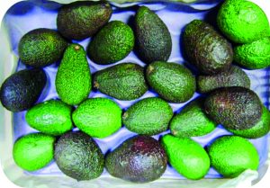 La heterogeneidad es una constante en la producción de aguacates