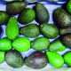 La heterogeneidad es una constante en la producción de aguacates