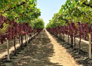 Uva de mesa de California: estiman en 25 millones de cajas las pérdidas por huracán Hilary