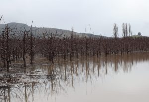 Anegamiento de cerezos y otros frutales: consecuencias y remediación