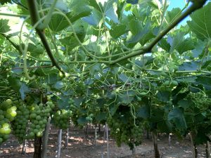 Bioestimulantes y energizantes de alta efectividad para combatir el estrés climático
