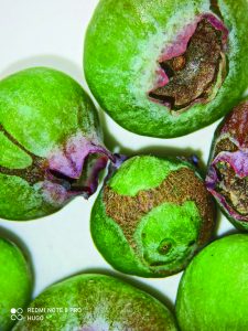 Scirtothrips  dorsalis, un nuevo enemigo en huertos de arándanos y  uvas de mesa