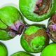 Scirtothrips  dorsalis, un nuevo enemigo en huertos de arándanos y  uvas de mesa