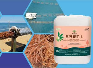 Revolucionando la agricultura con SPURT-L:  la innovación bioestimulante de Sea6 Energy