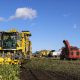 Temporada de achicoria industrial comienza con récord de hectáreas a sembrar