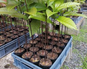 Identifican genotipos de aguacate con altos niveles de tolerancia a la pudrición de la raíz