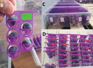 Crean sistema para predecir el comportamiento poscosecha del arándano