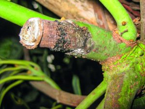 El cuidado de la arquitectura del aguacate para hacer frente al  hongo de madera