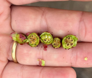 Sanidad en huertos de cerezos, el principal desafío ante la incertidumbre climática
