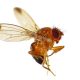 Plataformas innovadoras para combatir a Drosophila suzukii
