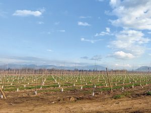 Primer ‘crowdfunding’ chileno para invertir en campos