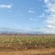 Primer ‘crowdfunding’ chileno para invertir en campos