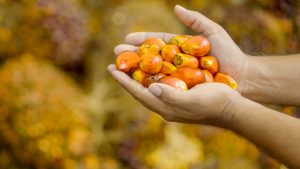 Líderes en la producción de  aceite orgánico de palma
