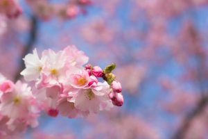 Altas temperaturas invernales, una mirada desde la ecofisiología de plantas