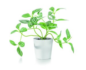 Cuando las plantas hablan