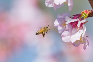 Polinización de cerezos suma complejidades ante condiciones climáticas inciertas