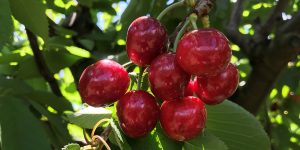 Australia profundiza plan piloto de trazabilidad para sus cerezas