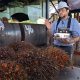 Patentan tecnología para medir cantidad y calidad del aceite de palma extraído en planta