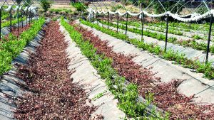 Microrganismos  para enfrentar el estrés en arándanos