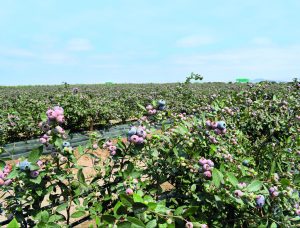 Lidiando con el déficit de mano de obra y agua