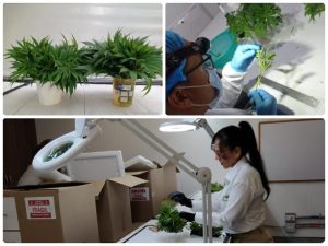 Colombia logra la primera exportación de material vegetal de propagación de cannabis sativa