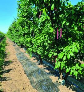 Una alternativa para aumentar la eficiencia del uso del agua