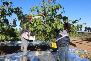 Cereza de Ovalle sigue rompiendo récords: dio inicio a la temporada de exportaciones en la semana 41